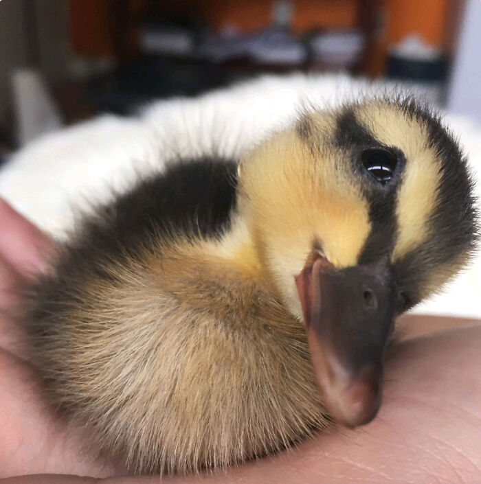 Mi amigo encontró un pato bebé perdido y no pudo negarse a adoptar a esta carita