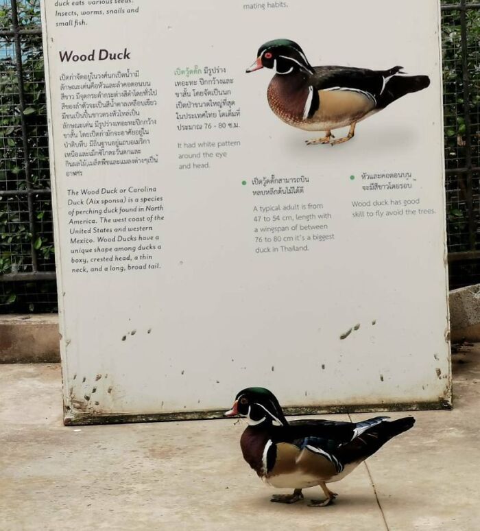 Este pato pasa frente a su propio cartel