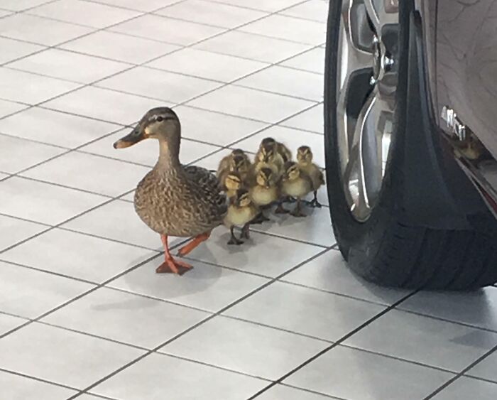 Unos patos que encontré en una exposición de coches Kia