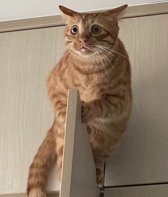 Mi chico se ha atascado hoy encima de la puerta del armario