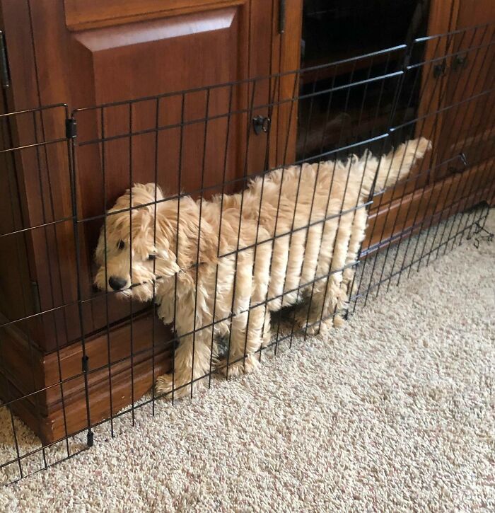 Nuestra cachorrita de 3 meses y medio se ha convertido en toda una escapista. Hoy la hemos pillado en este intento fallido