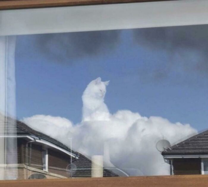 Salve, poderoso gato, gobernante de los cielos y la tierra