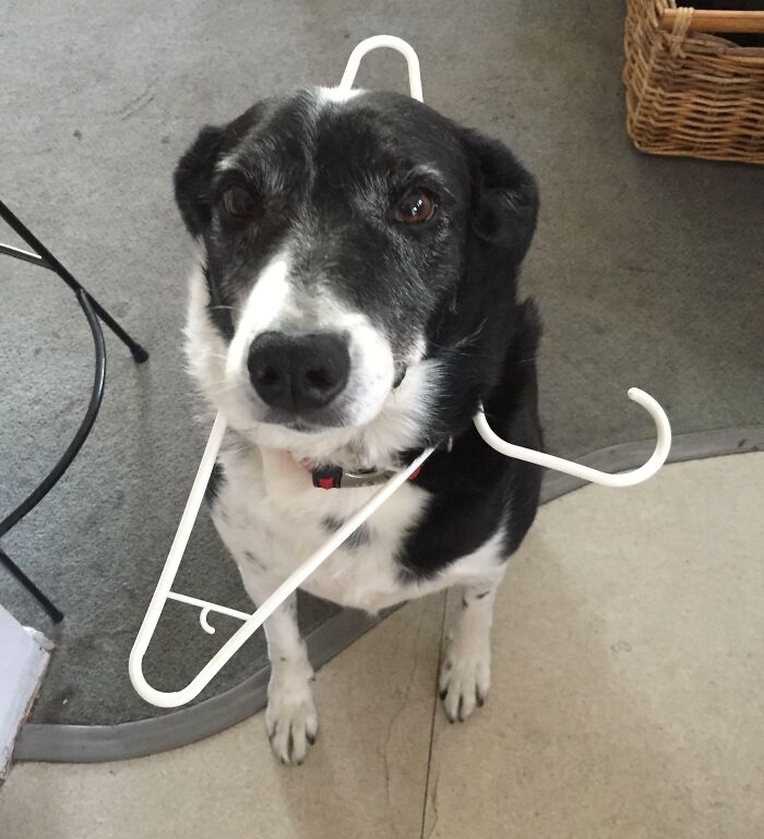 Así es como mi perro me ha recibido hoy en la puerta