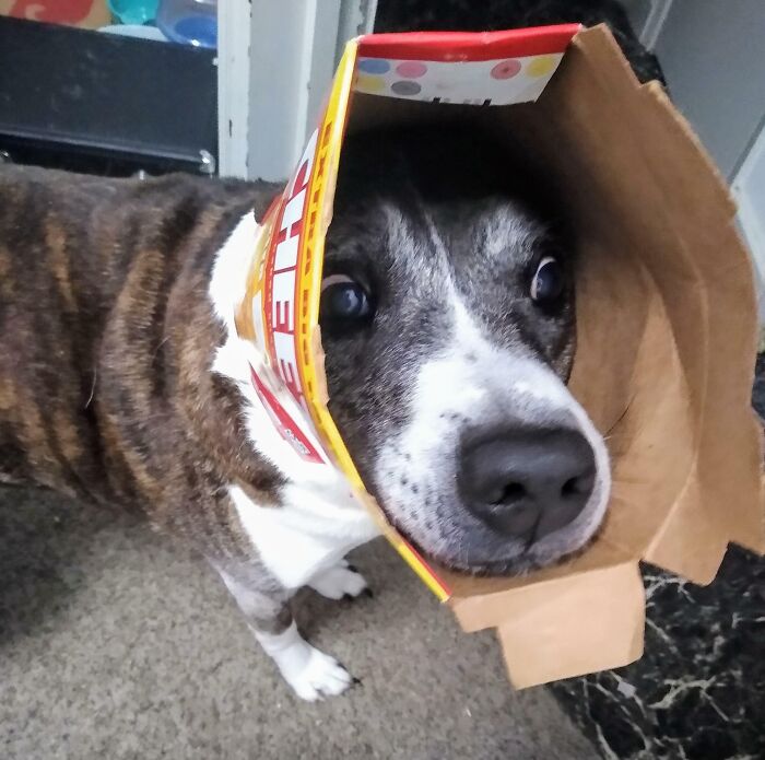 Me despertó para que le quitara una caja de Cheez-It de la cabeza
