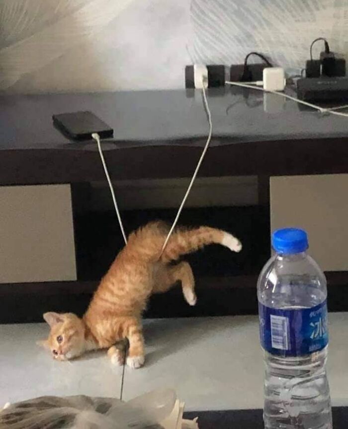 Ninja patoso