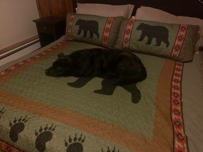 Perro en colcha de osos