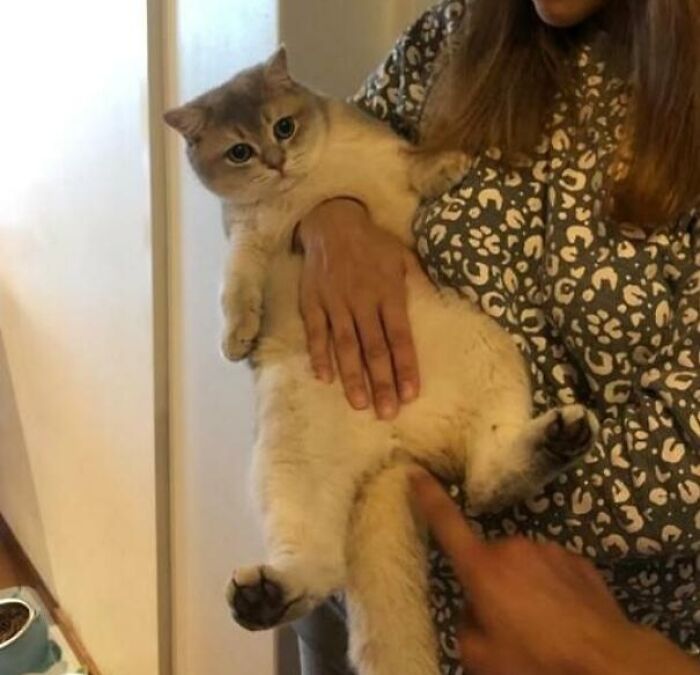 La mano de mi hermana atravesando el cuerpo de mi gato