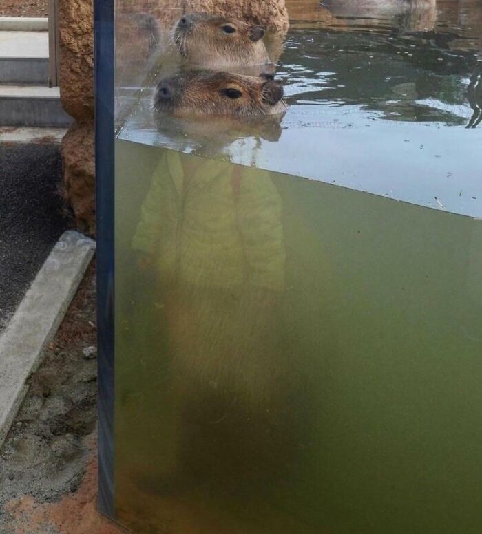 Este capibara parece que lleva ropa debido al reflejo