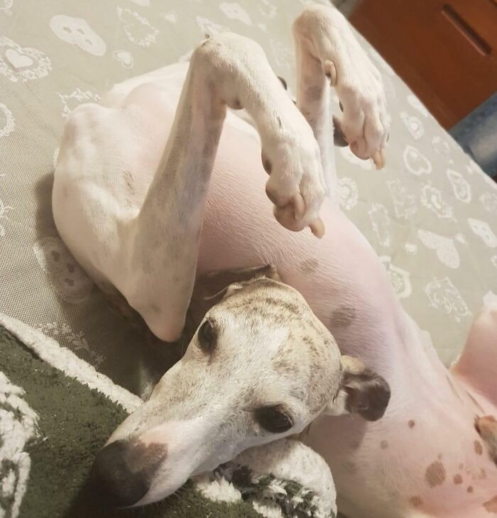 El perrete sin cabeza