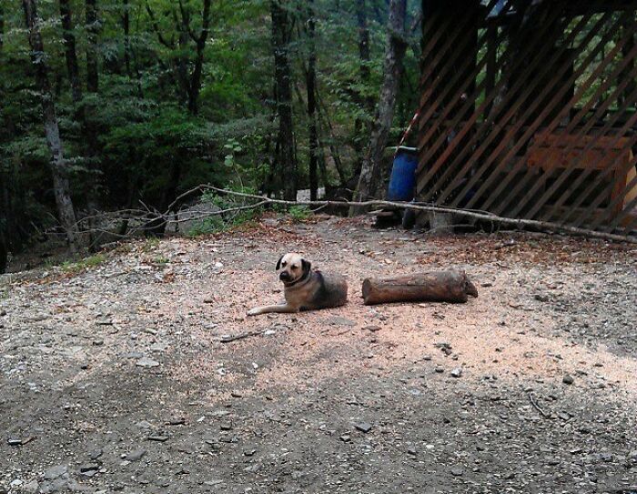 Un perro laaargo partido en dos