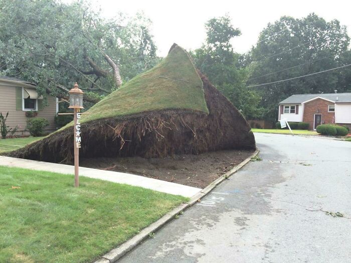 Este árbol se cayó y arrastró todo el césped con él