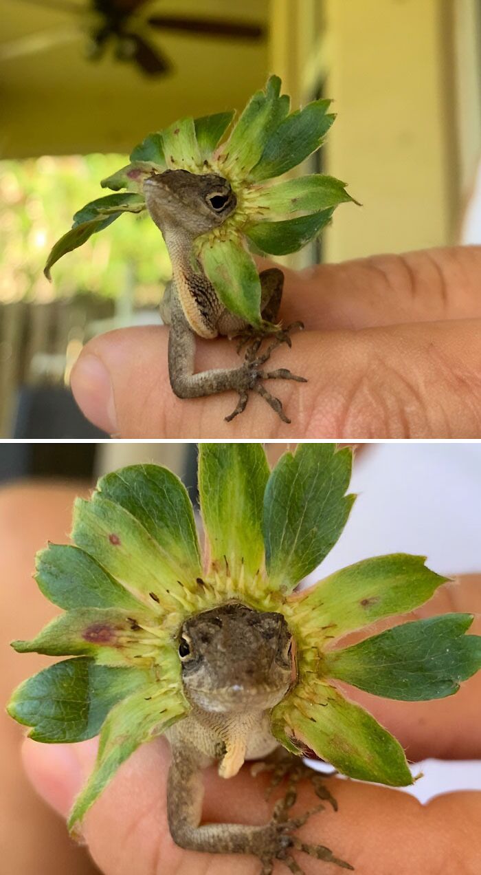 Le puse unas hojas de fresa y ahora parece de la realeza