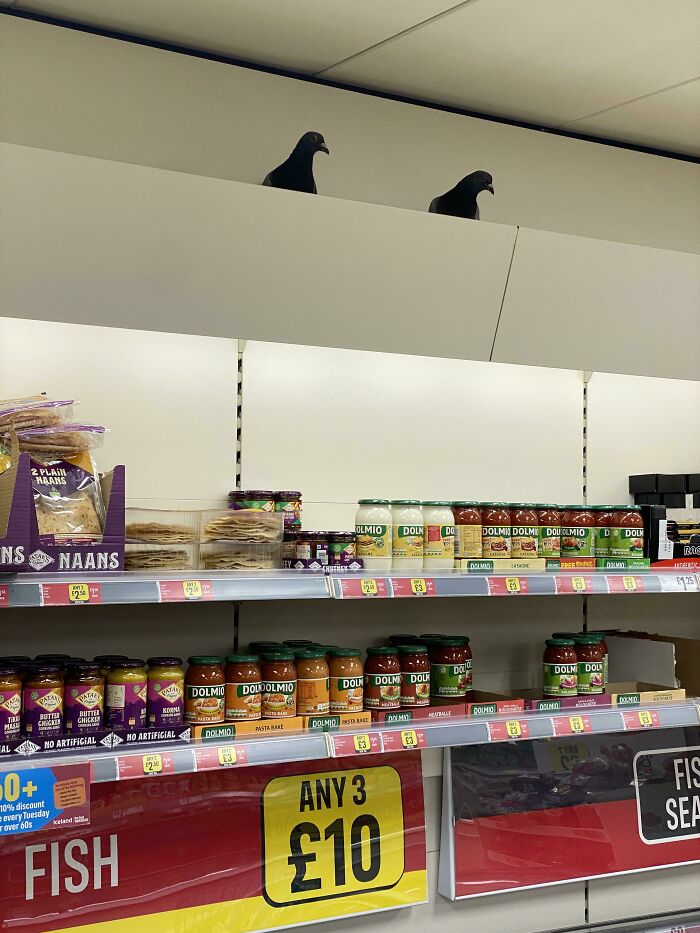 40 grados, por eso las palomas se van a la sección de refrigerados