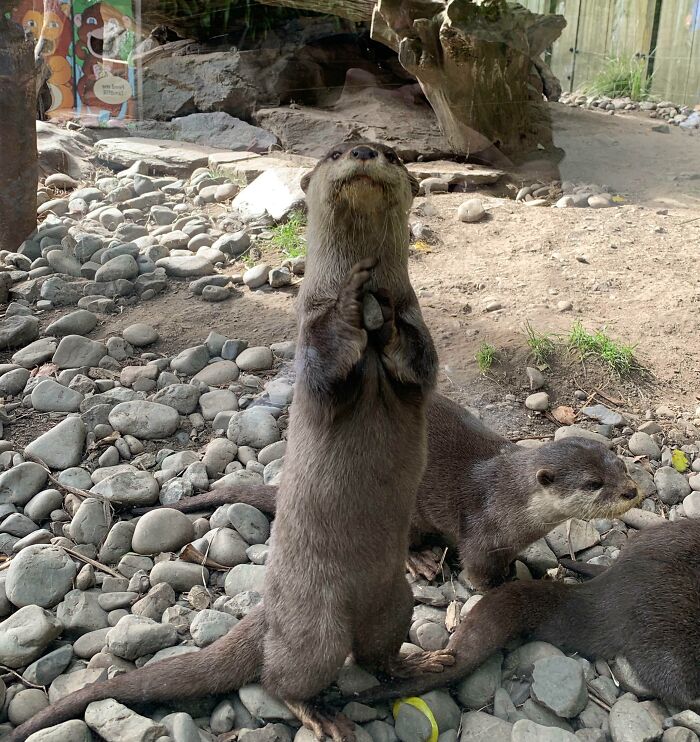 La nutria muestra su guijarro a todo el mundo