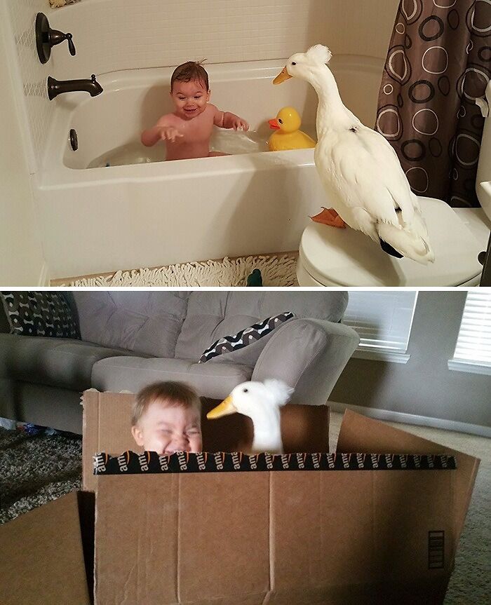 Un pato se convierte en el protector de este niño y lo sigue a todas partes