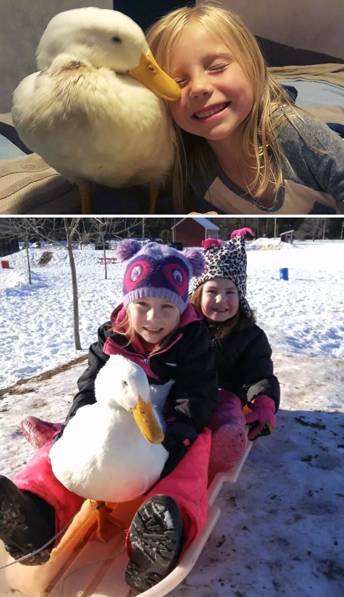Una niña de 5 años tiene un mejor amigo pato que la sigue a todas partes y que cree que es su madre