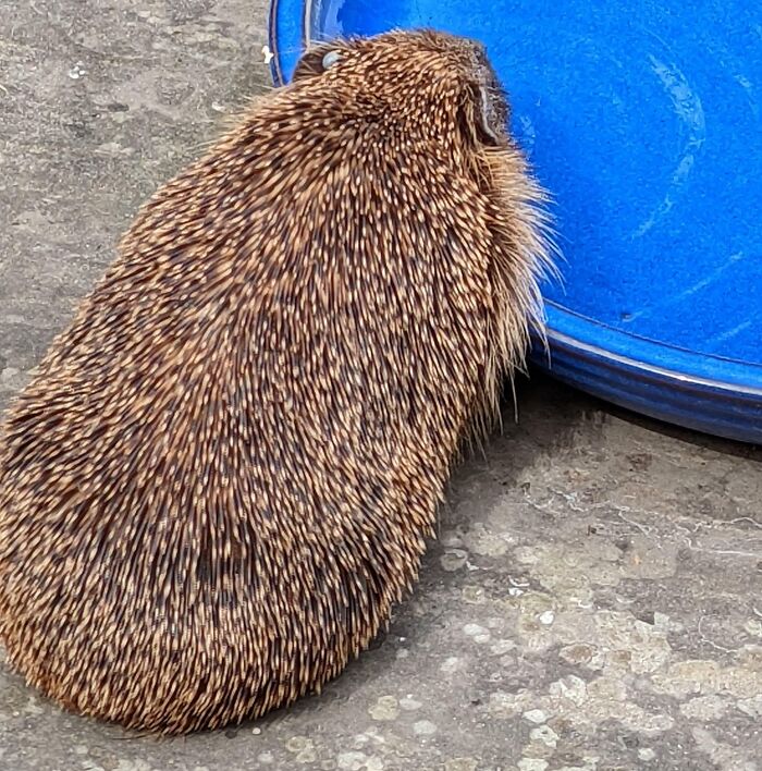 Si tienes un jardín, deja un cuenco de agua fuera. Los animales también sufren con el calor