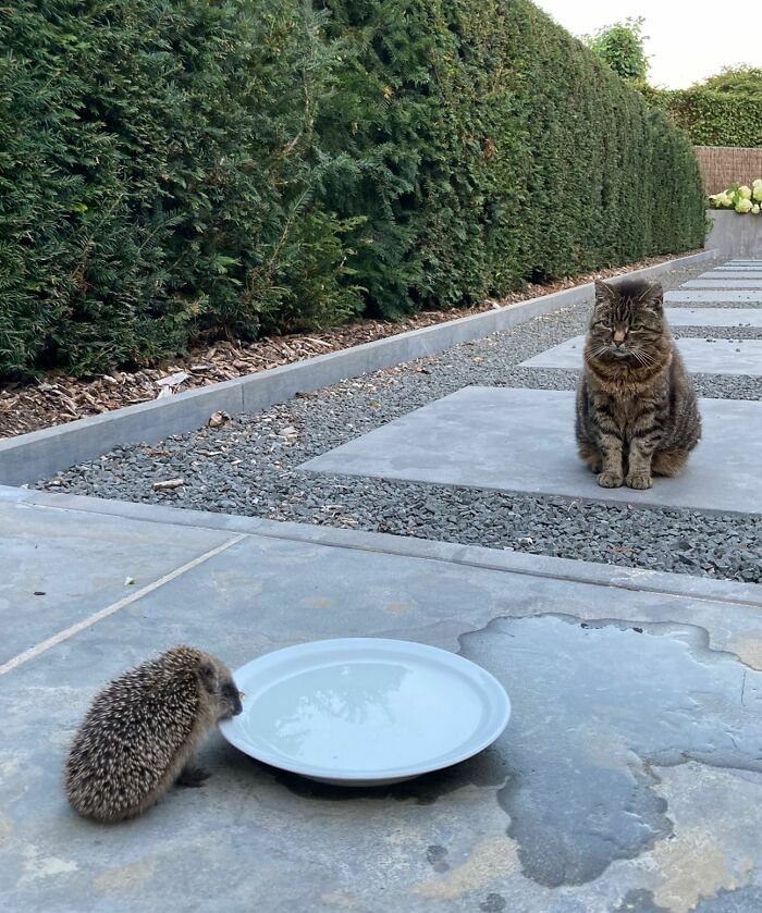 Este erizo vino a nosotros en medio del calor en Bélgica. Tenía sed. El gato lo aprueba