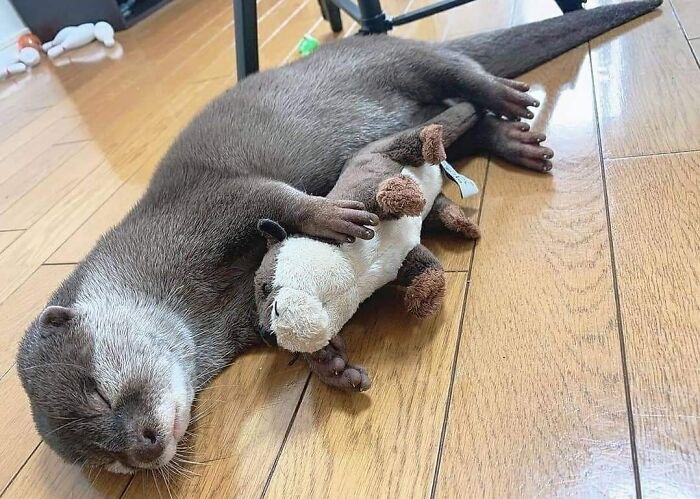 Nutria y su peluche