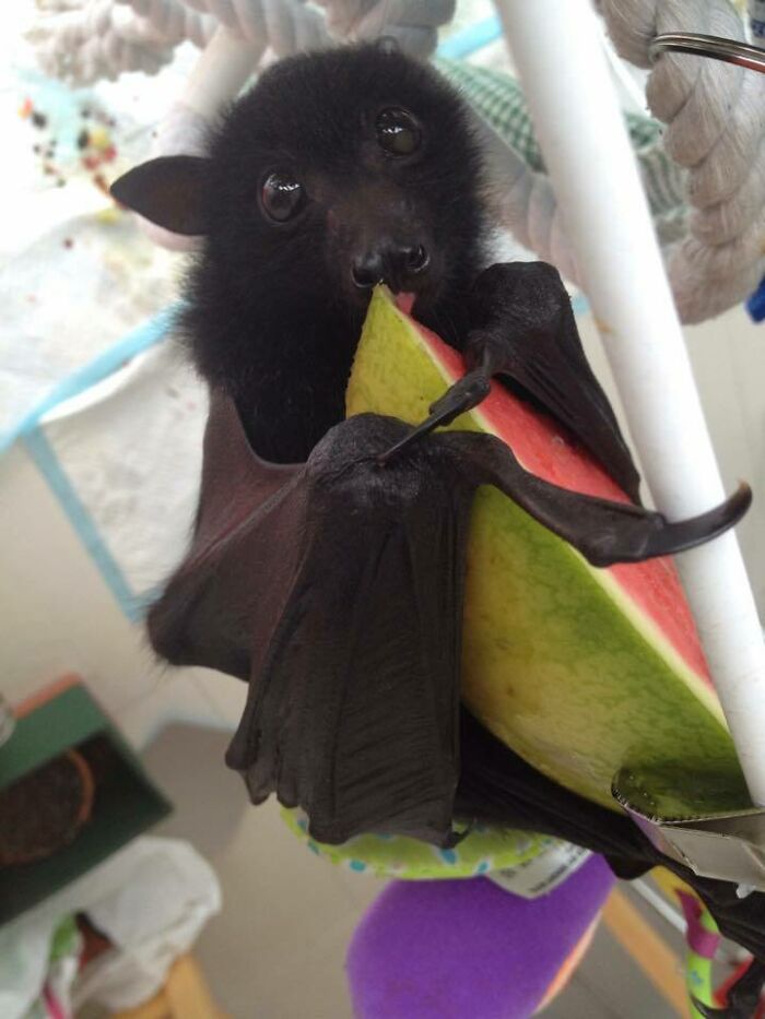 Es adorable