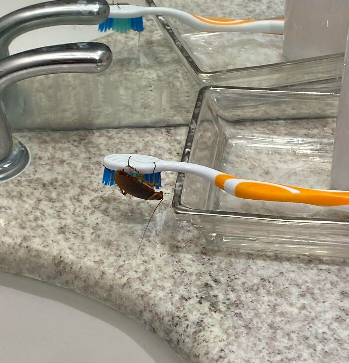 Entro al cuarto de baño y me encuentro a este amigo explorando