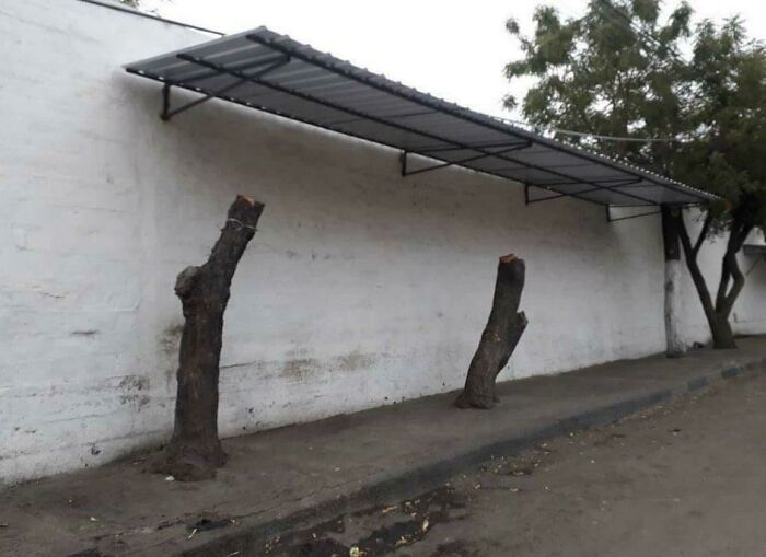 Si tan solo existiera una forma más barata, natural y estéticamente agradable de crear sombra…