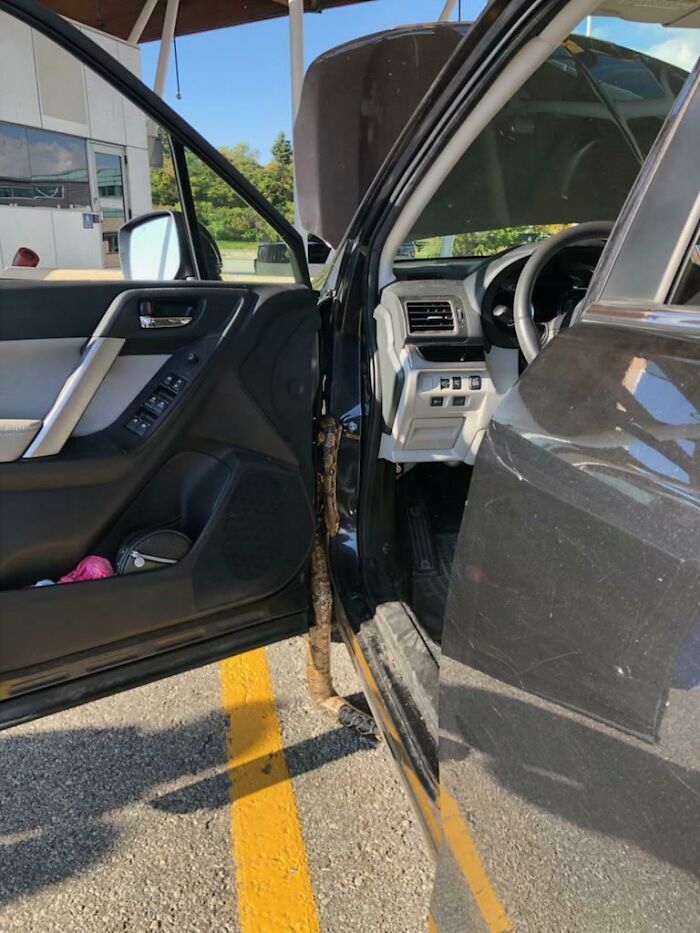 Una serpiente saliendo del coche de mi esposa durante un chequeo en la aduana