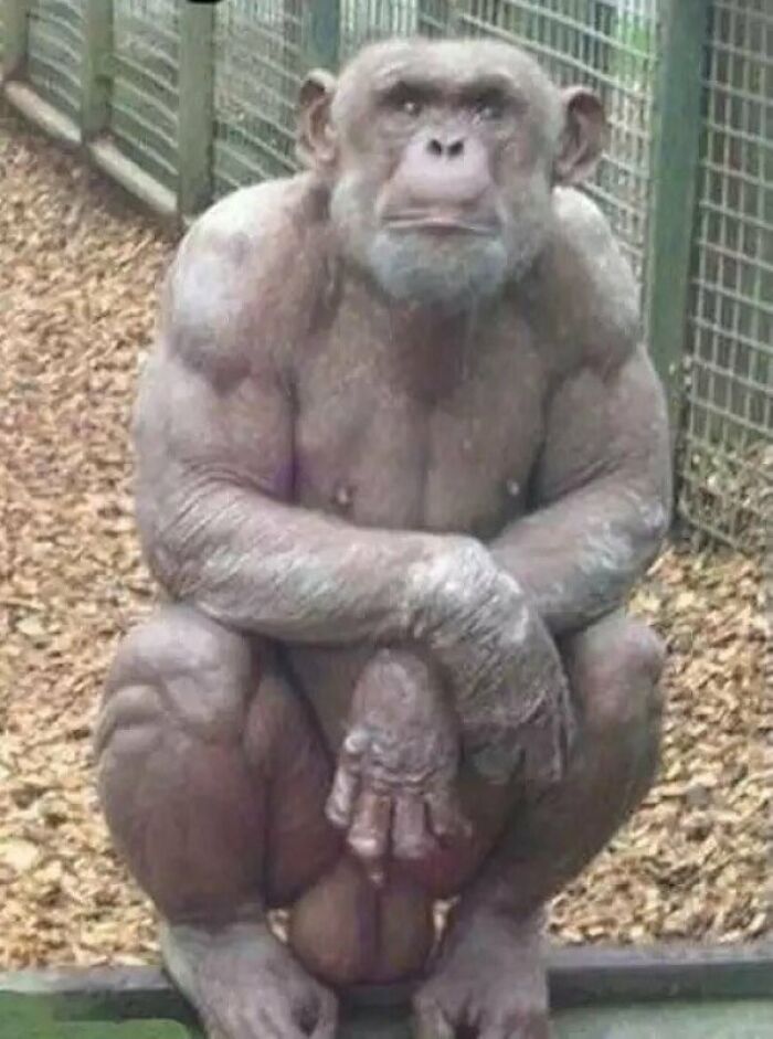 Los músculos de un chimpancé sin pelo