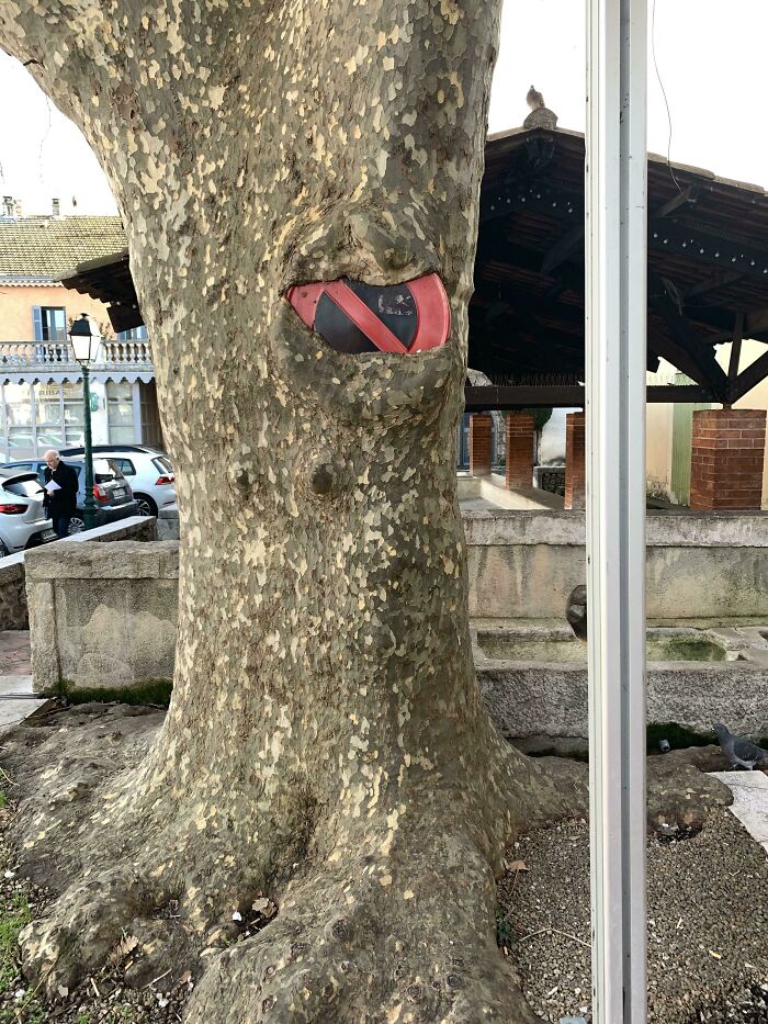 Un sicómoro de Francia que parece un poco amenazante después de comerse esta señal de prohibido estacionar