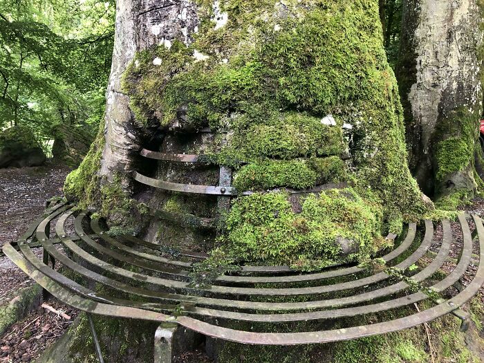 Este árbol ha absorbido un banco a lo largo de los años