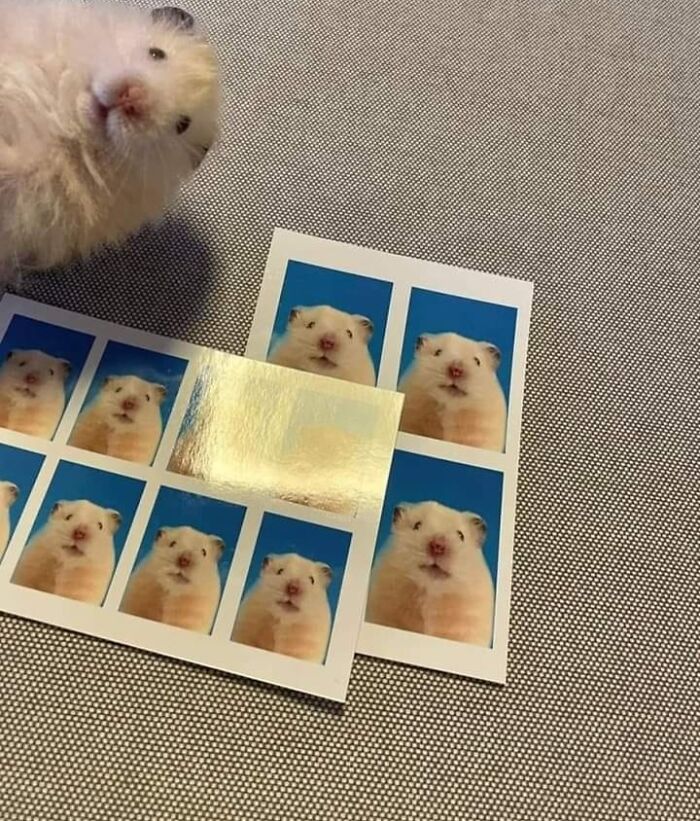 ‘Blessed Images’: 50 Times People Saw An Image So Pure, It Healed Their Soul A Bit