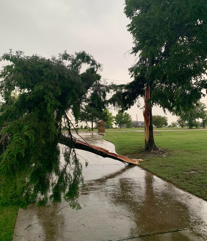 Nuestro gran árbol se partió por la mitad en una tormenta de 15 minutos