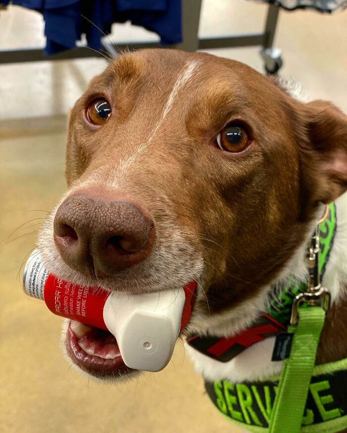 Me estaba riendo y mi perro pensó que estaba hiperventilando y me dio mi inhalador de emergencia. ¿Gracias amigo?