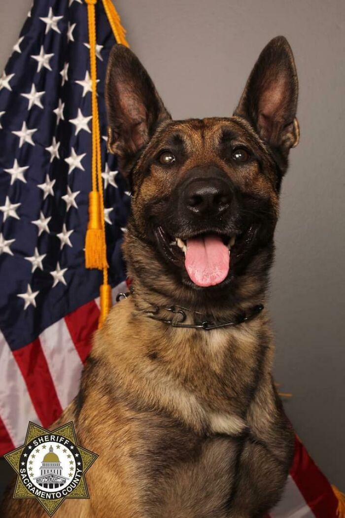 Anoche, en mi ciudad, el K-9 Riley murió al detener a un sospechoso armado. Tenía 5 años de edad y llevaba 3 años en servicio. Un oficial también murió en la escena. ¿Podemos dedicar un momento a dar las gracias por perros como Riley que mueren en el cumplimiento del deber para protegernos? Rip Riley