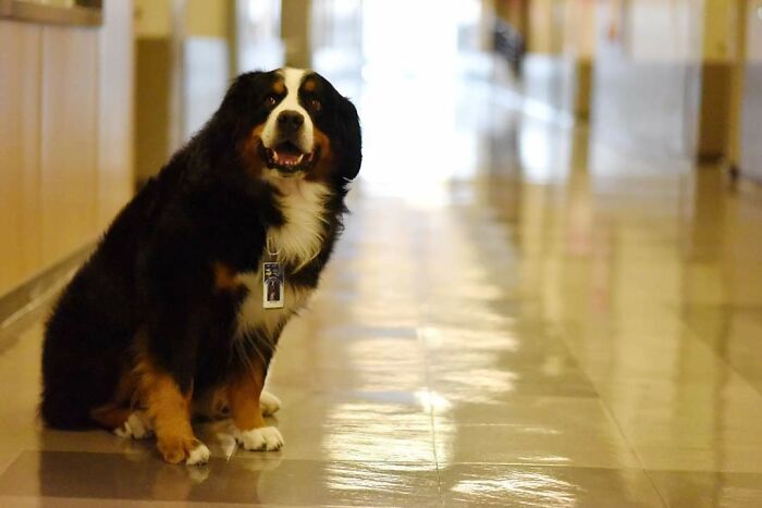 Este es Benny. Era el perro de terapia en la escuela secundaria de la ciudad donde vivo. Está siendo forzado a retirarse debido a su salud. Supongo que quería que el mundo conociera a este maravilloso perrete