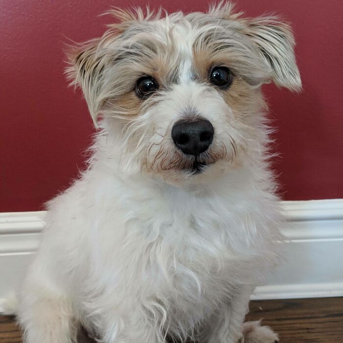 Va a ser operado mañana de un bulto desconocido en su espalda. Por favor, envíen amor. Él es mi mundo y el de muchos otros, como un perro de terapia