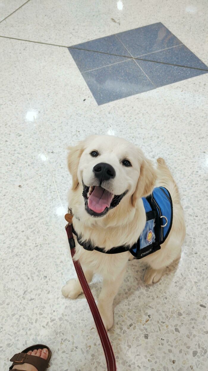 Este es Bill. Ayer tuvo su primer día de entrenamiento para ser mi perro de alerta médica. Va a ser el primer perro de alerta médica para mi enfermedad en Australia y aprenderá a salvar mi vida. Aquí está usando un abrigo de perro de asistencia y visitando un centro comercial por primera vez