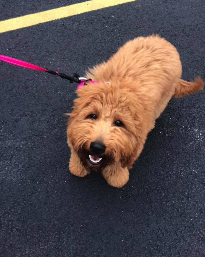Os presento a la tía B, una joven cruce de caniche con labrador con un trabajo muy importante. Trabaja para funerarias, como perro de consuelo para las personas que han perdido a sus seres queridos. Su vida está llena de amor, ya que lleva amor a todos. 100/10 para este perro compasivo