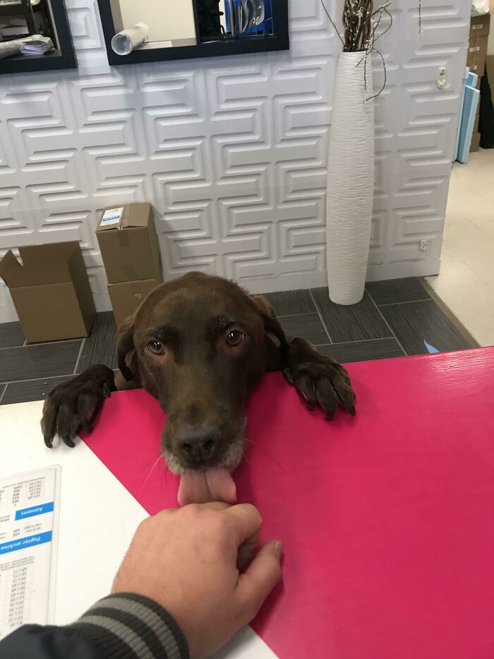 Mi imprenta local tiene un perro trabajando en el mostrador