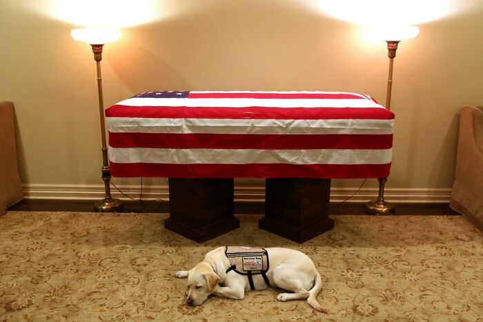 "Misión completada" para Sully, el perro de servicio de George H. W. Bush