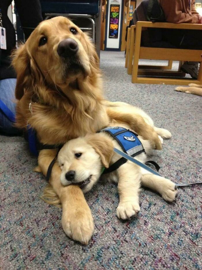 Día de llevar a tu hijo al trabajo (edición de perros de terapia)