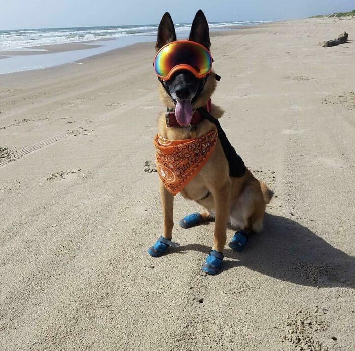 El perro de mi compañero está entrenado para desenterrar los nidos de las tortugas marinas para poder incubarlas de forma segura y liberarlas después de la eclosión