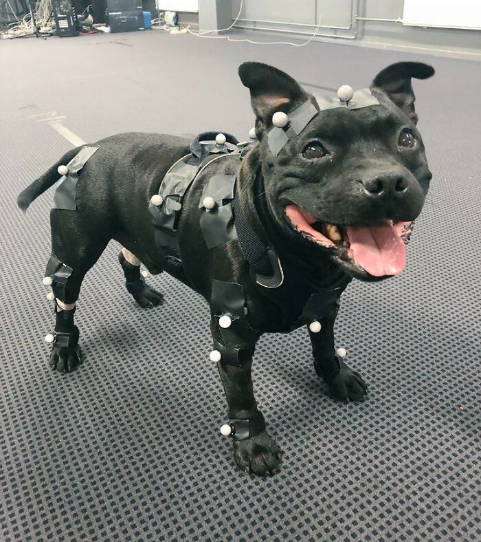 Un perrito muy buen chico, Uuno, trabaja muy duro como desarrollador de videojuegos