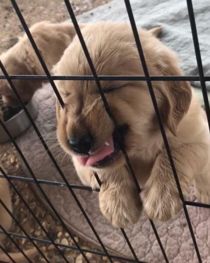 Este es Arty, está entrenando para ser un perro de servicio o de terapia. A este ritmo, probablemente un perro de terapia