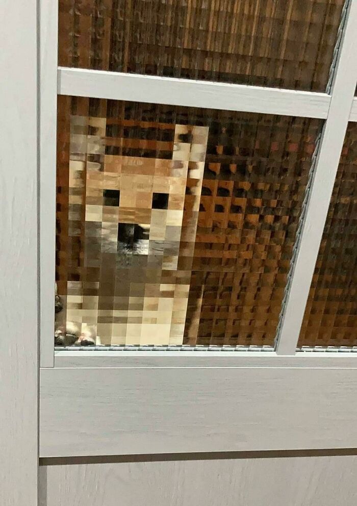 Un perrito en calidad baja