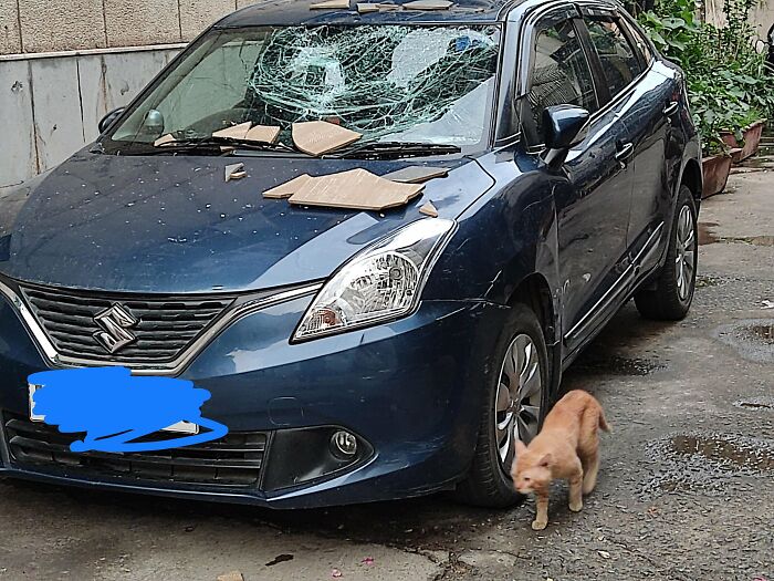Alguien va a odiar el tiempo ventoso, pero vi un gato