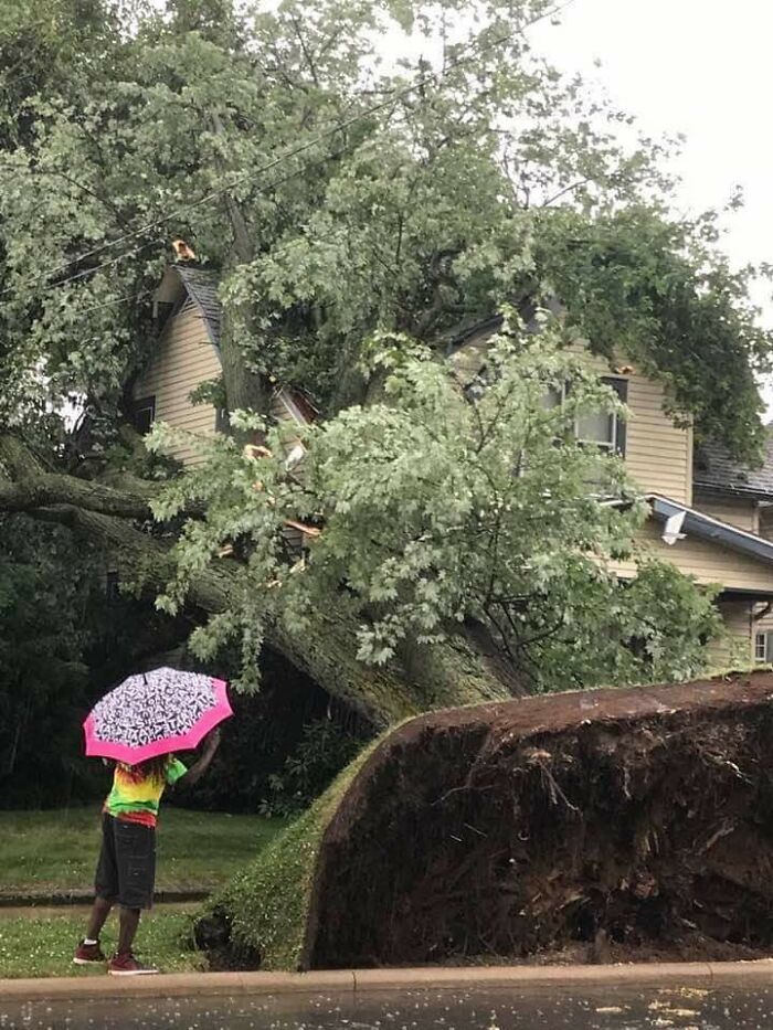 La forma en que cayó este árbol después de una tormenta que pasó por mi área en Ohio ayer