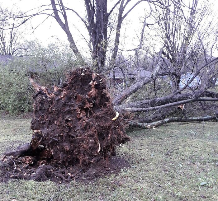 Una fuerte tormenta arrancó de raíz nuestro árbol del jardín delantero, plátano para escala