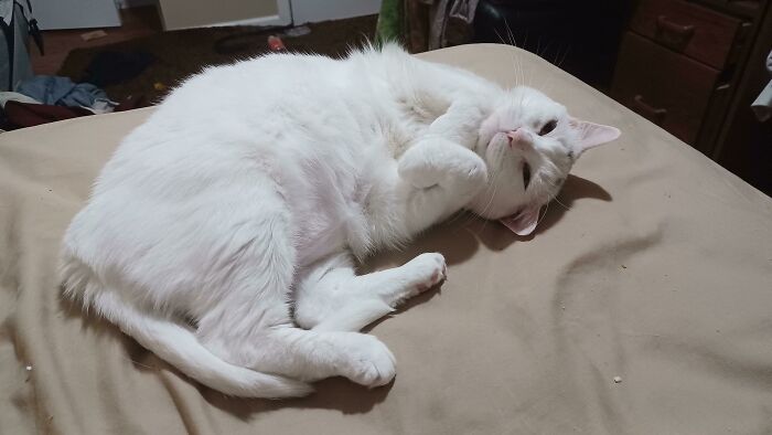 Adopté este gato del refugio hace 9 días. Esta es la mirada que me dio esta mañana
