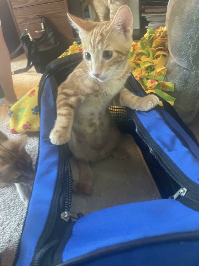 Fui a un lugar que alberga gatos, para adoptar uno hoy, cuando puse el transportín abajo, Otto saltó directamente dentro y decidió que yo no iba a tener otra opción